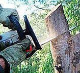 Best Tree and Shrub Care  in Caldwell, TX