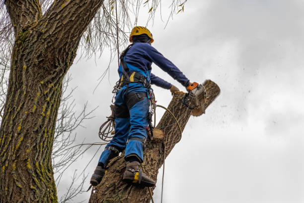 How Our Tree Care Process Works  in  Caldwell, TX